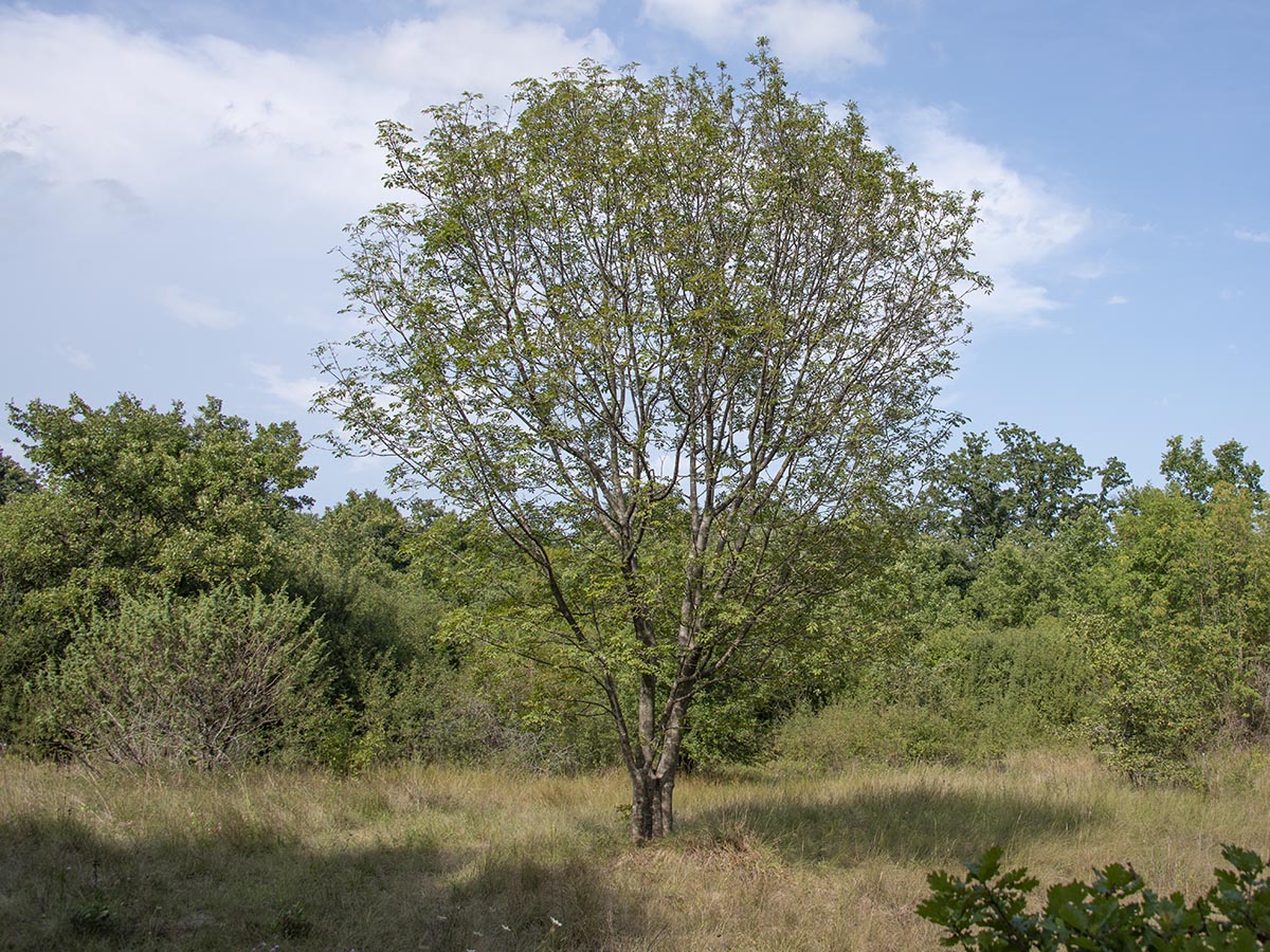 Vogelbeere